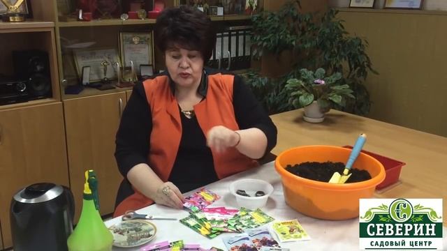 Посев бегонии ампельной в торфяные таблетки смотреть онлайн