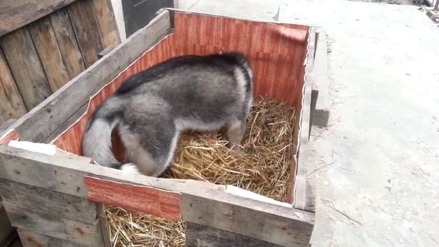 Хаски проверяет качество свежей подстилки смотреть онлайн