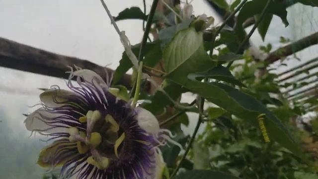 ПАССИФЛОРЫ ПЛОДОВЫЕ В БЕЛАРУСИ. ОБЗОР, ИЮЛЬ 2020. смотреть онлайн