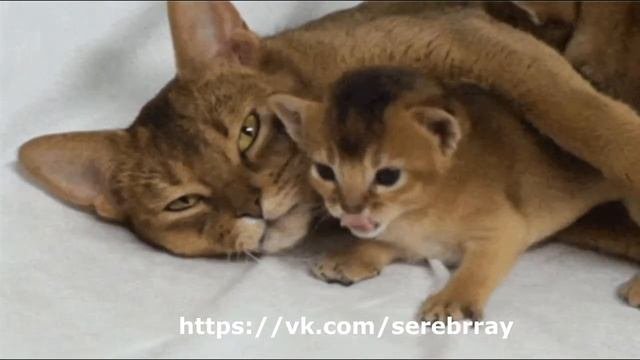 Сеанс Исцеления Животных