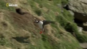 Дикая Шотландия  Гебридские острова (Серия 2)