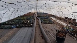 Отопление большой теплицы 42×10м в морозы.