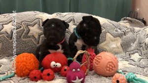 Бультерьер миниатюрный. щенки.