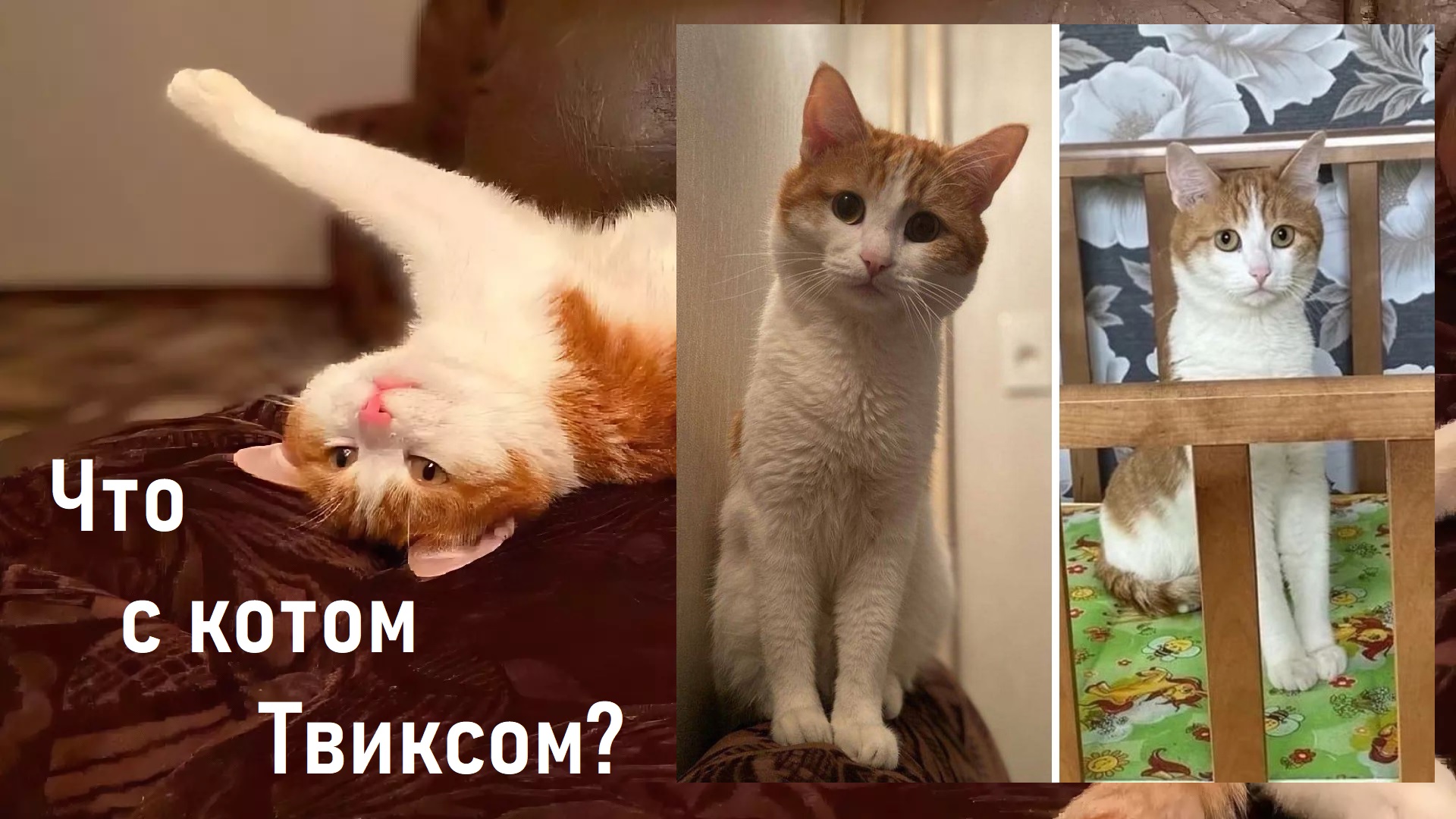 История кота твикс и проводницы