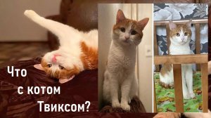 Кот Твикс погиб! Кто виноват - проводница или отчим хозяина? Позиция РЖД! Лента новостей 20.01.2024