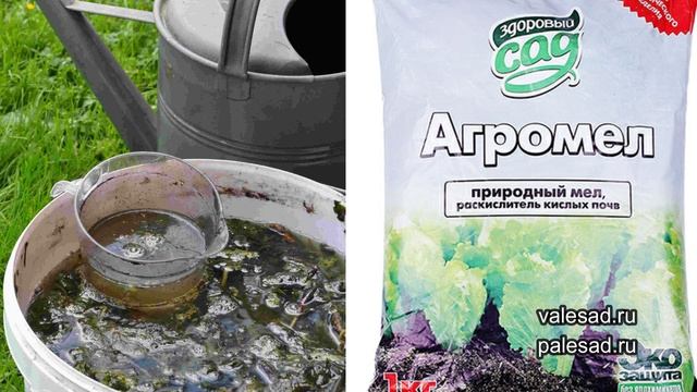 ОТ ЭТОЙ ПОДКОРМКИ КАПУСТА РАСТЕТ БЫСТРО и ЗАВЯЗЫВАЕТ КРУПНЫЕ и ПЛОТНЫЕ КОЧАНЫ! Проверено годами!