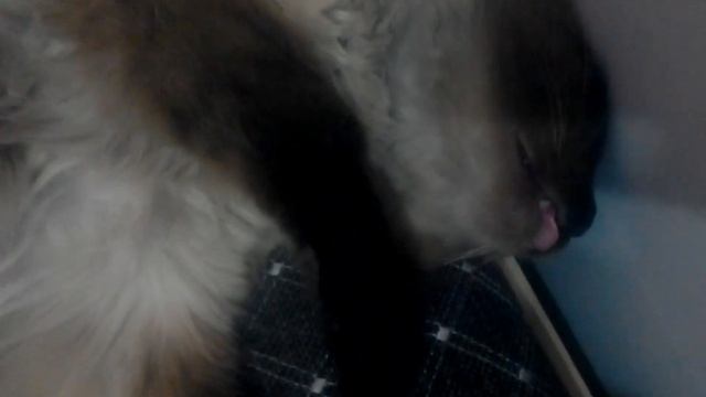 Кошка спит на спине. Баю баю спят усатые котейки). смотреть онлайн