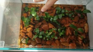 Анубиас нана или карликовый