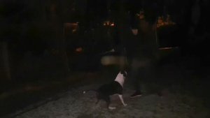 Бойцовый амстафф напал на хозяина