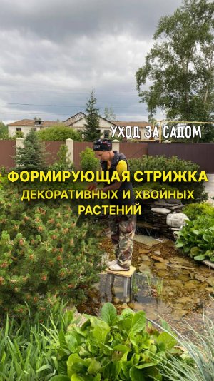 Формирующая стрижка растений - форма шар, живая изгородь