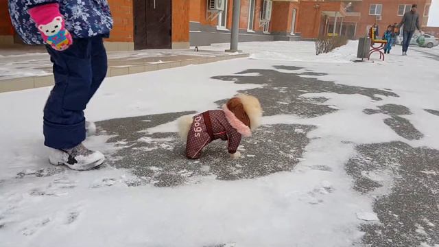 Щенок Шпица на прогулке смотреть онлайн