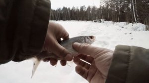 Зимняя рыбалка Ловля на безнасадку со льда