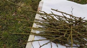 весенняя обрезка чайно-гибридных роз на юге 2 марта 2021 года