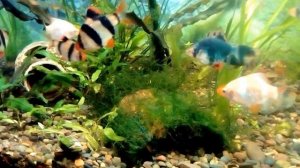 Аквариум 240 Литров.Барбусы