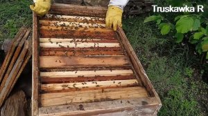 Пчёлы рояться. Главная ошибка при борьбе с роением. Что нельзя делать в холодную погоду. #Truskawka