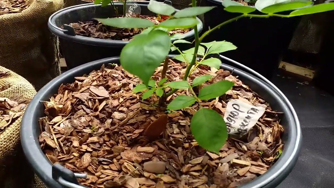 Как развиваются корнесобственные саженцы роз смотреть онлайн