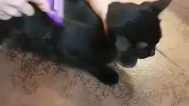 Furminator (фурминатор) FURflex  для уменьшения линьки котов