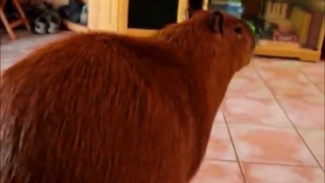 Очень Злая Капибара Убежала Из Амбара смотреть онлайн