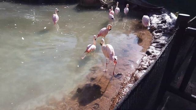 Jungle Park Tenerife - dyrehage i jungelen / Парк орлов (Джангл парк) — зоопарк в джунглях. смотреть онлайн