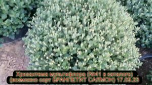 Хризантема корейская и мультифлора  Обзор цветения 17 09 23 г