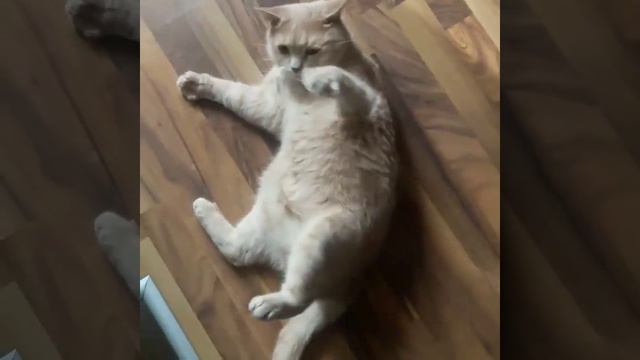 Как разозлить кота:)) смотреть онлайн