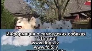 Собаки породы САМОЕД/ Самоеды