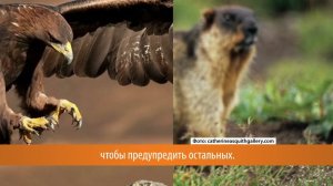 Кто такой тарбаган и почему на Камчатке его нельзя трогать?