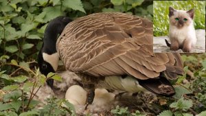 Канадская казарка - Branta canadensls.mp4