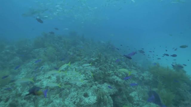 Bahamas holidays - what to expect смотреть онлайн