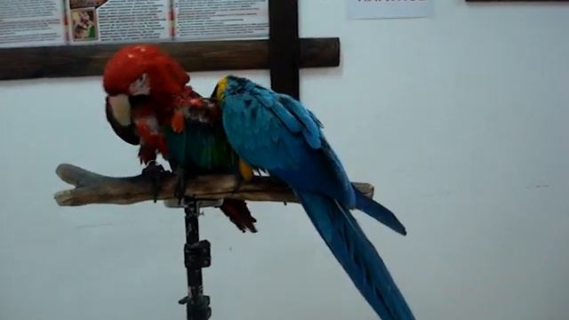 Попугаи ара чистят друг другу перышки Parrots смотреть онлайн