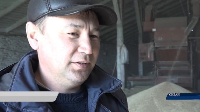 Зёрна от плевел смотреть онлайн