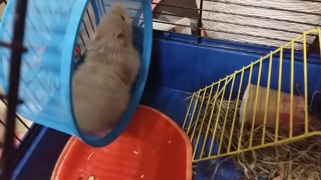 Умный сирийский хомяк бегает в колесе