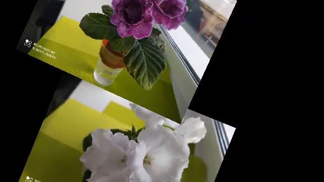 Цветущие Сорта Глоксиний в январе смотреть онлайн