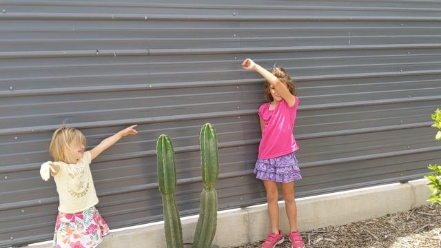 Cereus peruvianus. Кактус Цереус перуанский(перуанское яблоко). смотреть онлайн