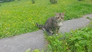 У кота Кузи все лапки с первой по четвёртую устали полностью. Наш сериал о котах Кузе и Чувачке.
