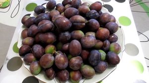 Слива поспевает