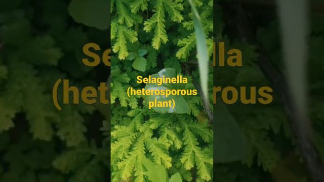 Selaginella chrysocaulos a cryptogamous Plant of Himalayas. #pteridophytes,#NeartheNature