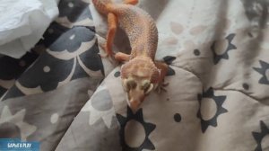 Эублефары, собачки да улитки, наши питомцы. Содержание эублефара в домашних условиях.