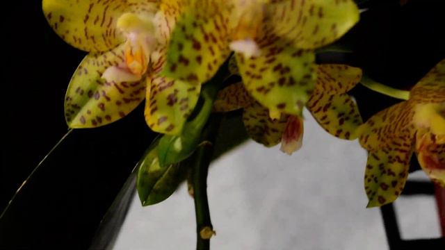 MCL54 Phal. LD Giga King M#1 смотреть онлайн