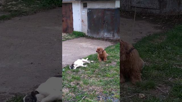 Дуэт. А мы еще вот как умеем! Бездомные животные Каширы #щенки #собакаищетдом смотреть онлайн