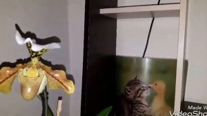 #ОРХИДЕИ Венерин башмачок или пафиопедилум. Уход.