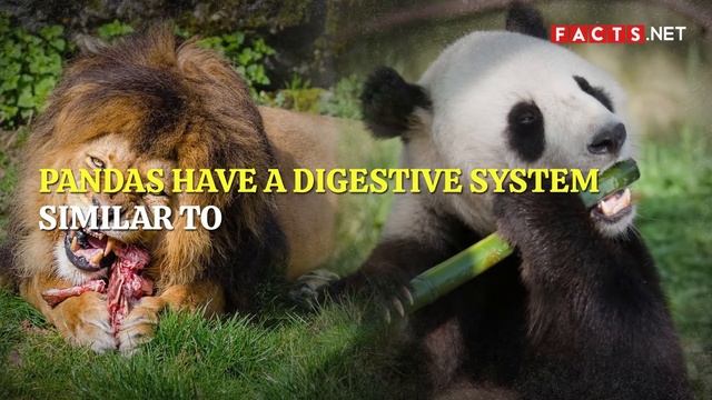 Giant Panda Facts: What Makes Pandas The Cutest?
