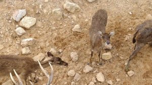 Парк оленей