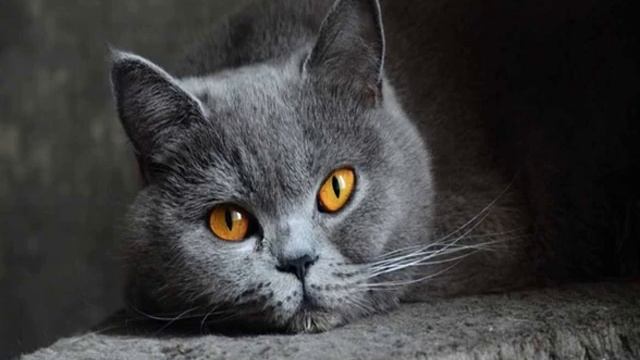 Откуда появились кошки и от кого произошли
