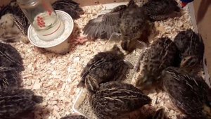 Перепела породы "Фараон" и "Золотой феникс"