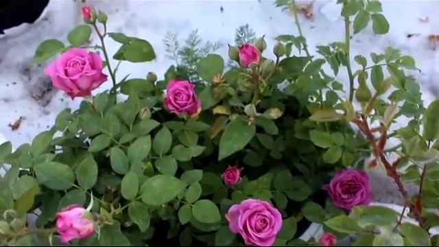 Мои любимые розы Остинки и другие 1 часть