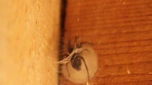 Паук делает кокон