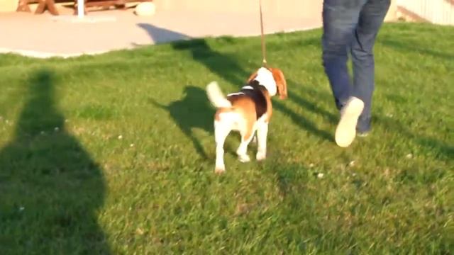 Coco Choco Tergy смотреть онлайн