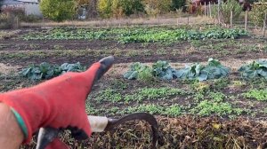 1-✅//Когда надо копать БАТАТ на хранение в зиму//Батат урожай 2023 год Украина