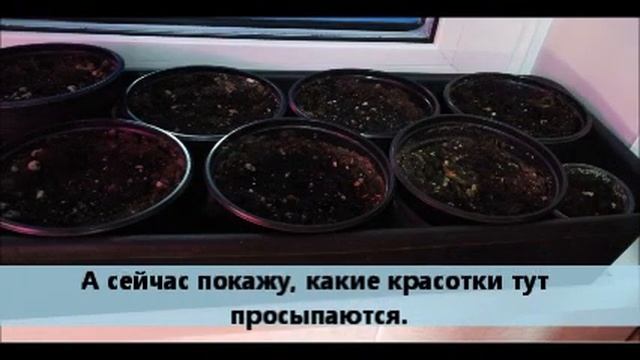 Разбудить глоксинию ! смотреть онлайн